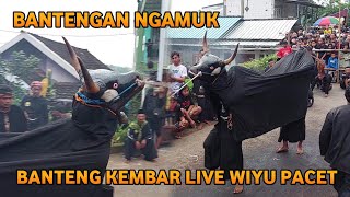 Bantengan Ngamuk Banteng Kembar Live Wiyu Pacet Mojokerto