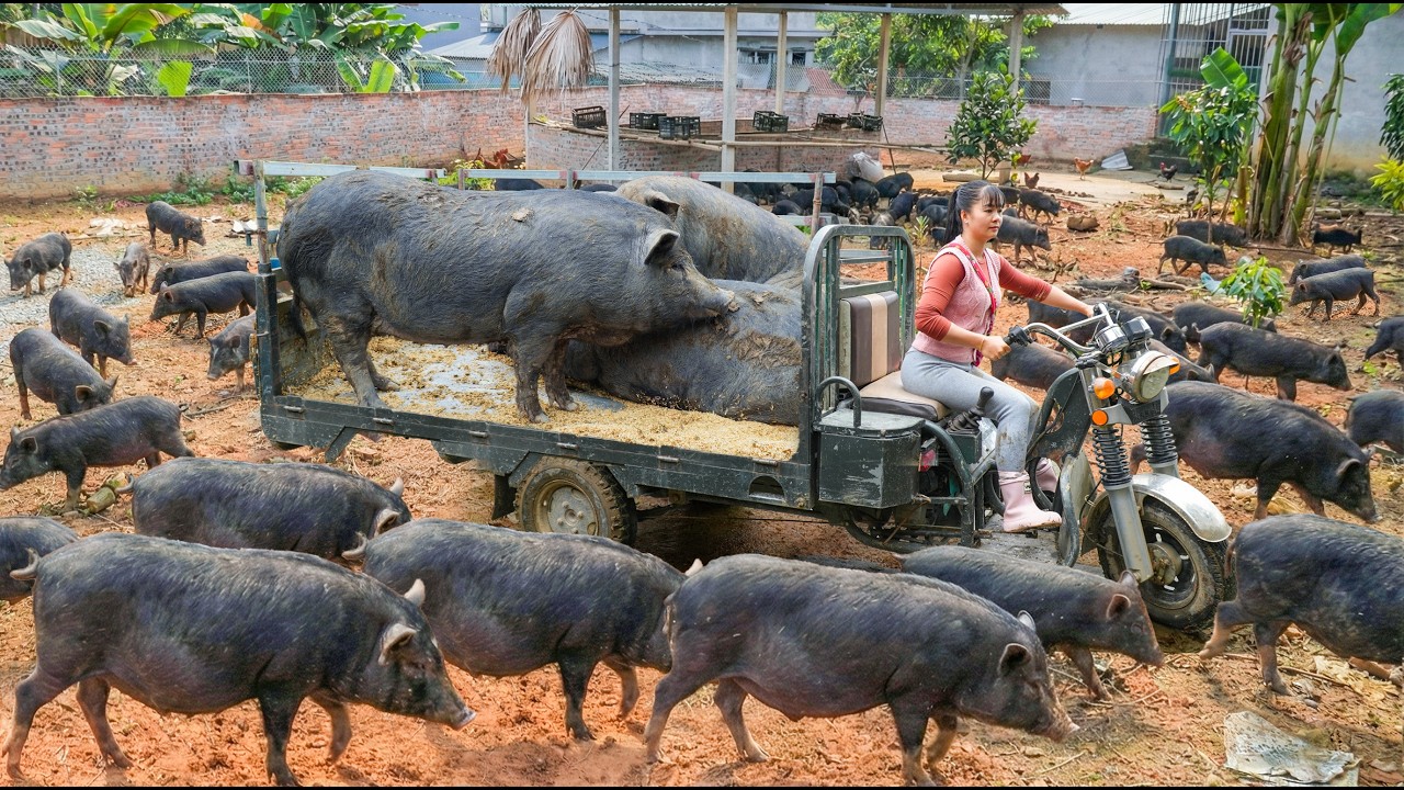 Using 3-Wheeled Truck Helped Ly Tieu Toan Transport 3 Large Pigs Weighing 200kg Each To Market Sell