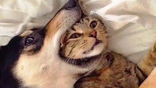 Funny Cats And Dogs Videos 😁 - Best Funny Animal Videos 2024 🥰 Part 160 @petcollective