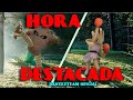 Hora destacada hitmonlee  hitmonchan ven u unete a nuestro directodeja tu like y comparte 