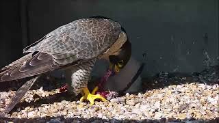 5th May 2024 Feed by Cromer Peregrines 340 views 1 month ago 24 minutes