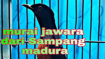 chirping stone magpie from Sampang Madura