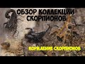 Обзор коллекции скорпионов. Кормление