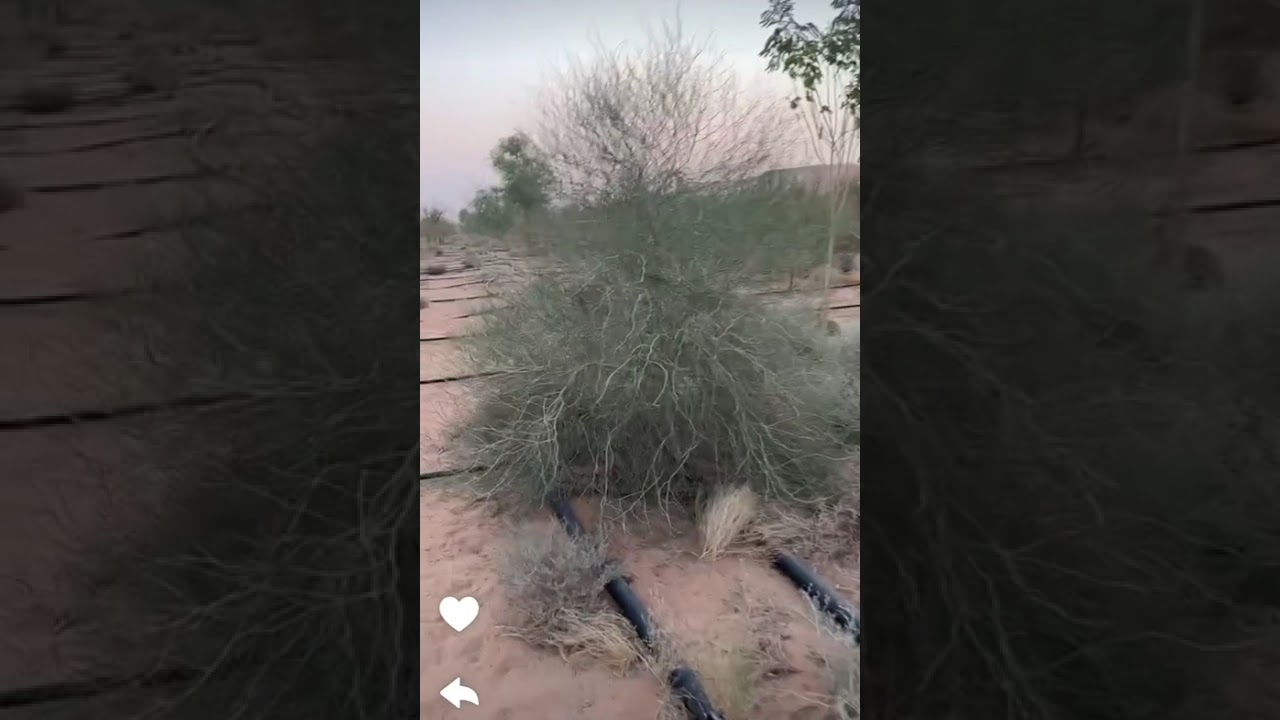 سعود غربي ١٢ اغسطس 