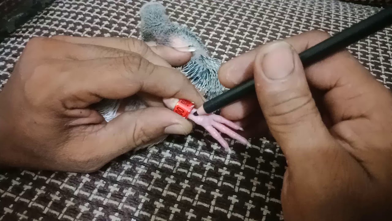 কবুতরের বাচ্চা বড় হয়ে গেলে  ট্যাগ পরানোর উপায়।