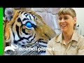 Hunter The Blind Tiger Gets a Check-Up For His Prosthetic Eyes | Crikey! It's The Irwins