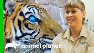 Hunter The Blind Tiger Gets a CheckUp For His Prosthetic Eyes | Crikey! It's The Irwins