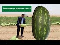 تجربة زراعة الحبحب الصغير في وادي الدواسر