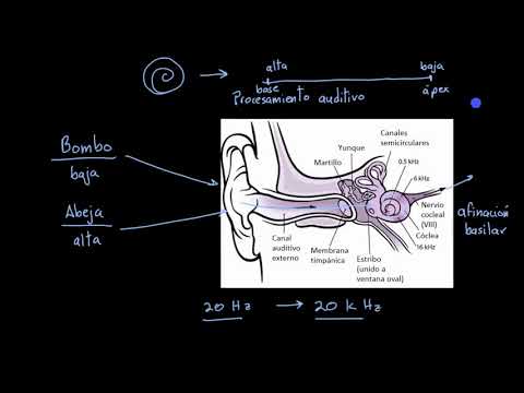 Video: ¿El procesamiento auditivo es ipsilateral?