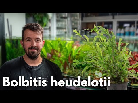 Bolbitis heudelotii (Kongofarn)
