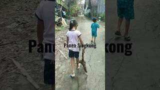 Download Lagu Singkong Fresh Baru Nyabut... MP3