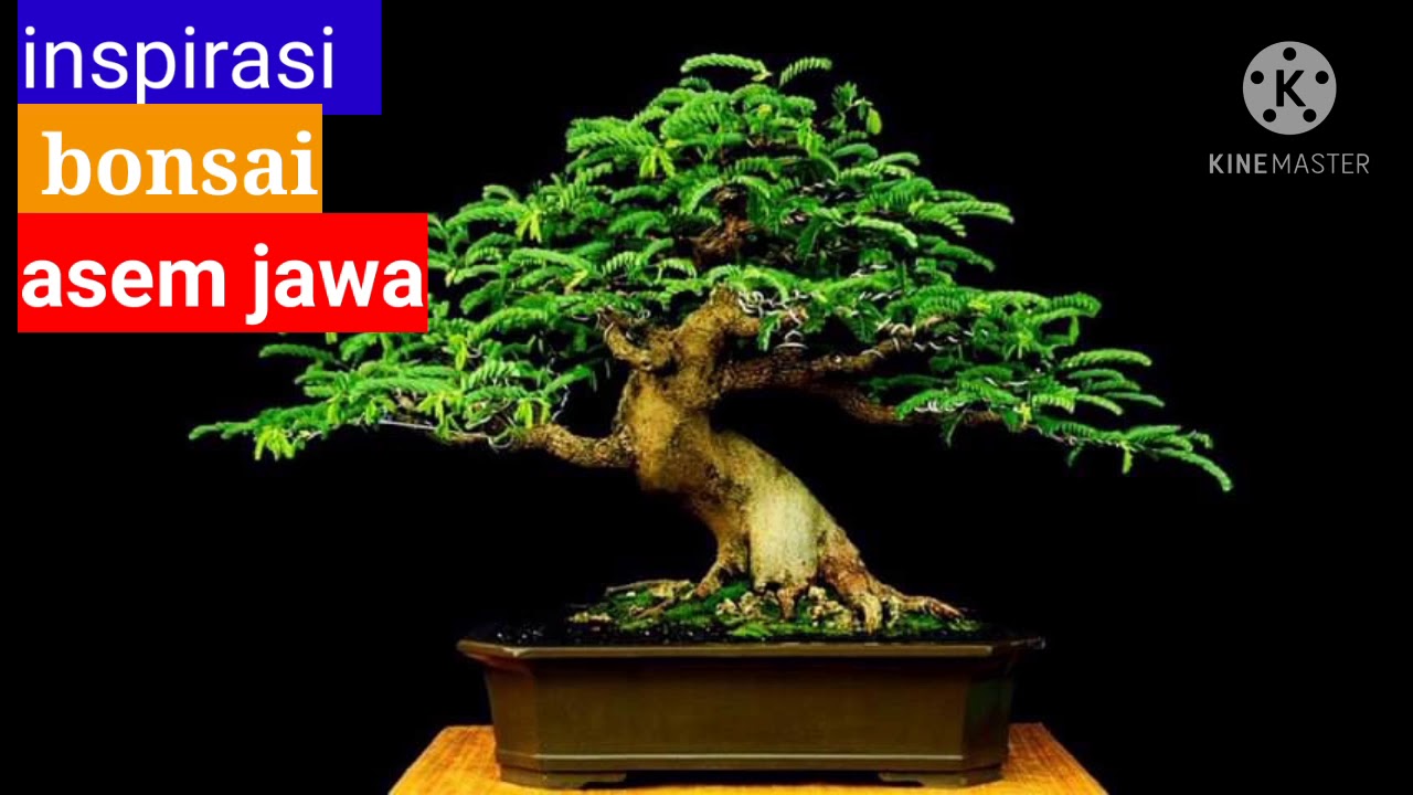 inspirasi kumpulan bonsai asem jawa terbaik - YouTube