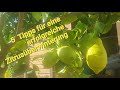 5 tipps fr eine erfolgreiche zitronenbaum berwinterung zitruspflanzen berwintern