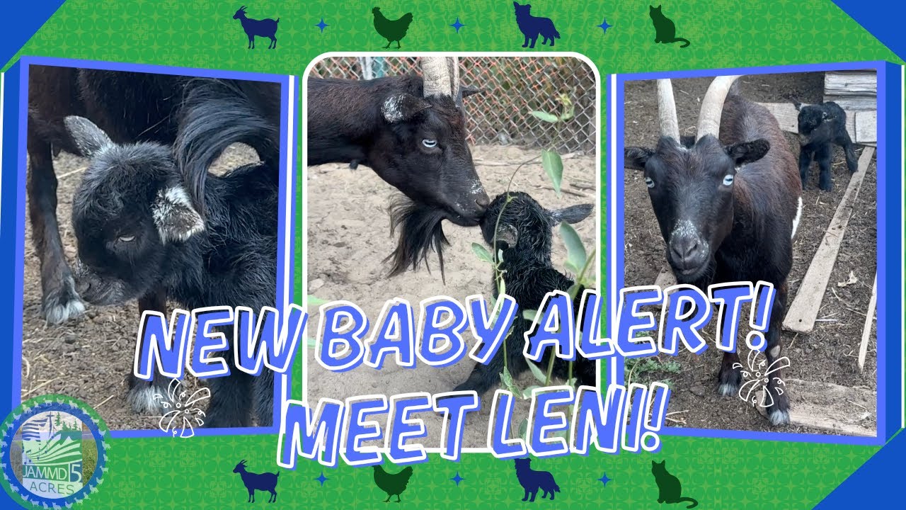 New Baby Goat Alert! | ‪@JAMMD5‬ | Introducing Leni 