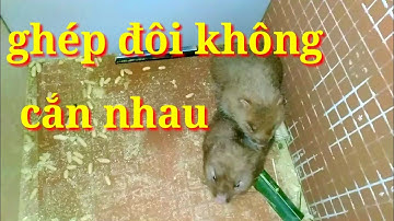 #8 cách ghép đôi dúi sinh sản cho người mới