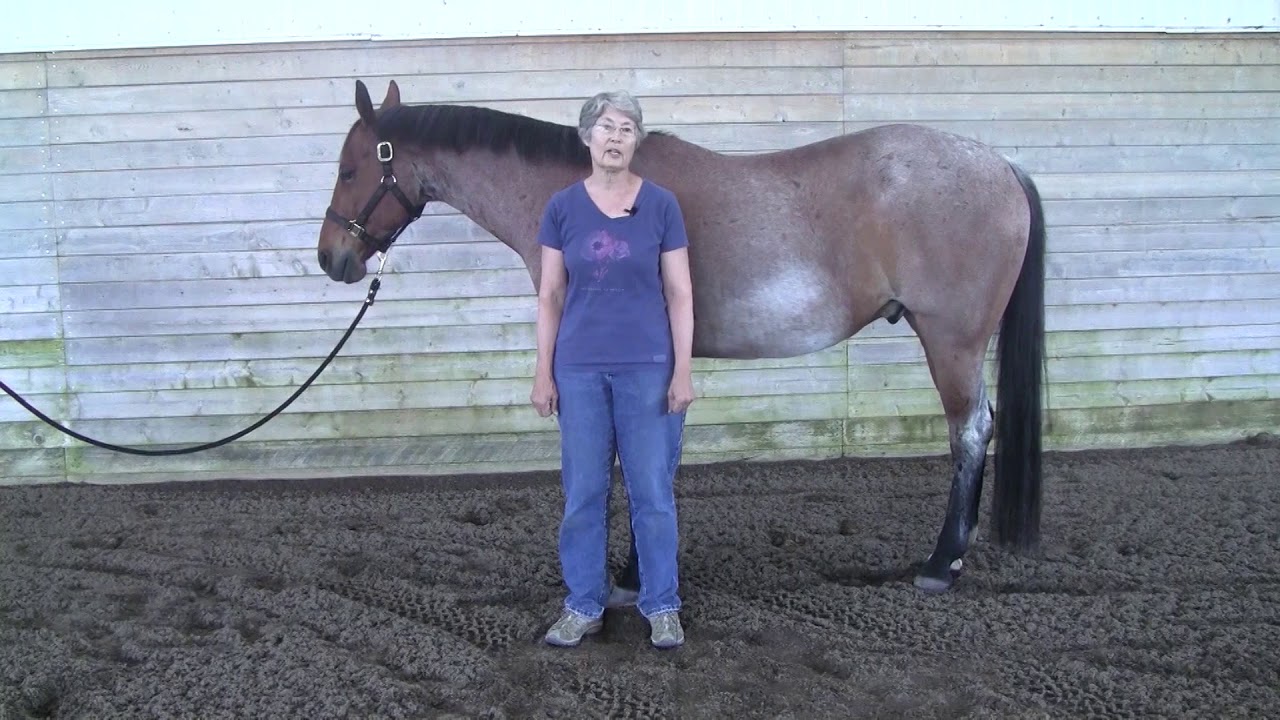 Sandy, Owyn's Owner, Tells Her Story About How Owyn Improved horseshoe bend