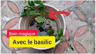 Recette de bain de PURIFICATION et de dégagement avec le basilic