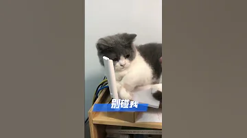 發哥 好男不跟女鬥 