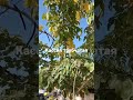 Дерево Кассия трубчатая, цветёт желтыми гроздьями цветов. Это Израиль