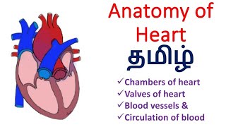 Anatomy of Heart In Tamil / Heart in Tamil / Cardiovascular System in Tamil