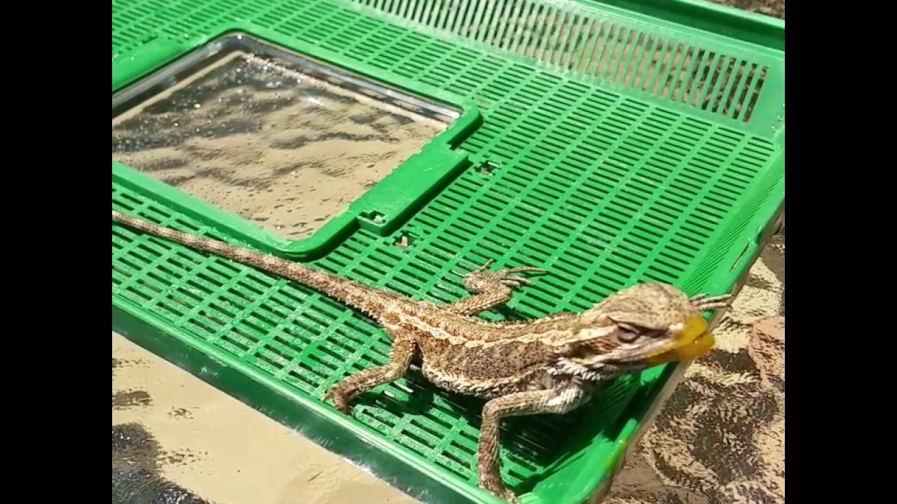nursing-a-sick-bearded-dragon-youtube