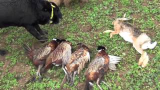 Un séjour de chasse en beauce ... EXCEPTIONNEL !