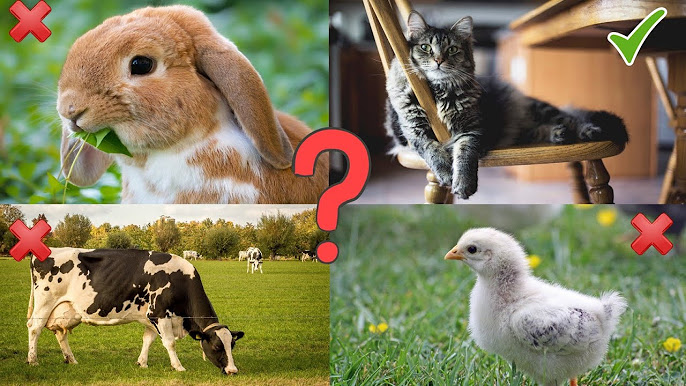 Желідегі жалаңаш кемпірлердің видеолары Жалаңаш еркектердің эротикалық фотосуреттері