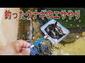 釣ってきた100匹の天然うなぎの養殖中【うなぎ飼育】