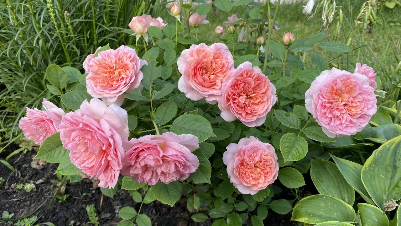 4K Boscobel Roses David Austin Roses English Roses Montreal