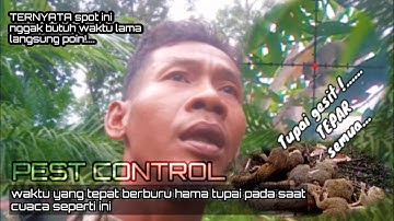 PEST CONTROL‼️ waktu yang paling tepat berburu tupai,auto panen!....