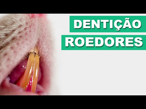 Vídeo: Como Manter Os Dentes Do Hamster Saudáveis