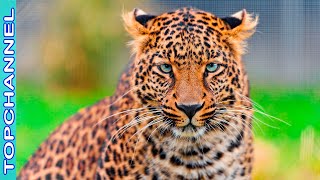 10 Especies de Panthera más increíbles