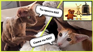 Little ginger mischief-maker😸🧡 #cat #funny #comedy #orientalcat