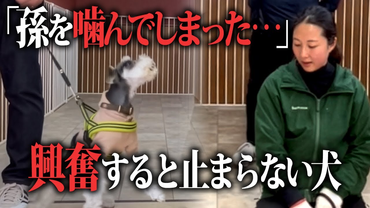 興奮が強すぎて“吠えの代わりになる行動”を教えるのが難しい場合は伝え方を変える！