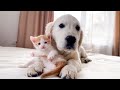 Tiny Kitten Loves Golden Retriever Puppy