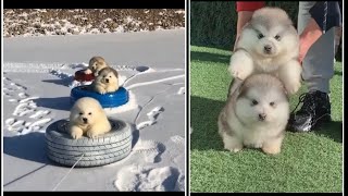 Mood Booster Super Cute Alaskan Malamute Puppies Video compilation!