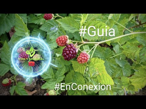 Video: Moras: plantación y cuidado, propagación de moras por esquejes, acodo. Propagación de mora sin espinas