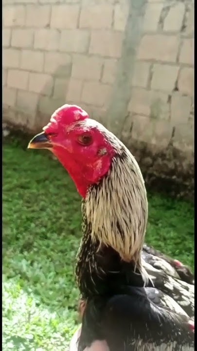 nuxN9iLFJenVNM