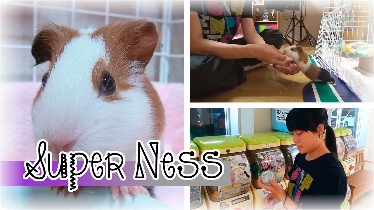 Dá uma voadinha - Meu Dia Comum