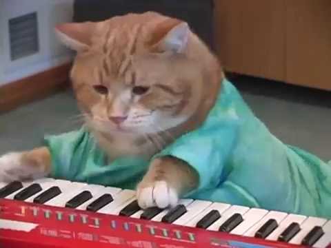 keyboard-cat-reincarnated!