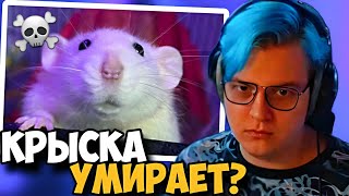 Пятерка Рассказал Небольшую Историю Про Крыс!