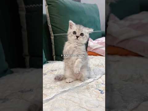 ネコリーマン(ネコサラリーマン)