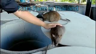 Farm , cleaning, cooking and eating rat in Thailand / ternak tikus , masak dan makan tikus