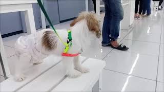 hidden talent of patty puppy at the mall growing up jack russell part 2