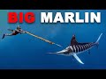 Spearfishing marlin  fighting aggressive sharks