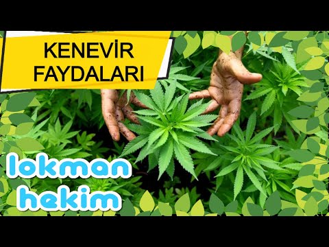 Video: Kenevir Protein Tozu Kullanmanın 3 Yolu