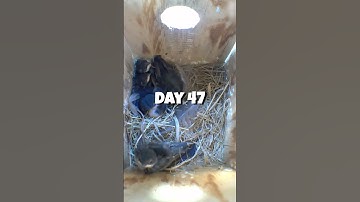 Tree swallow nest box cam Day 47