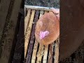Saving winter bees. Just added more honey 🐝