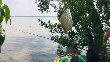 Câu cá tráp, cá úc sông nhà bè