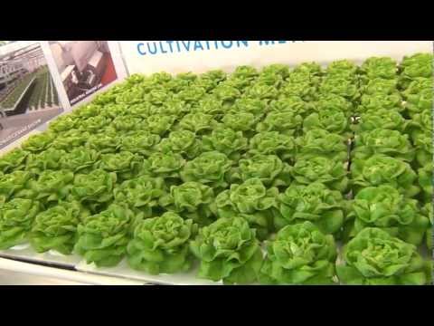Shallow Water Culture - Hydroponic Lettuce